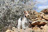 FOX TERRIER 149